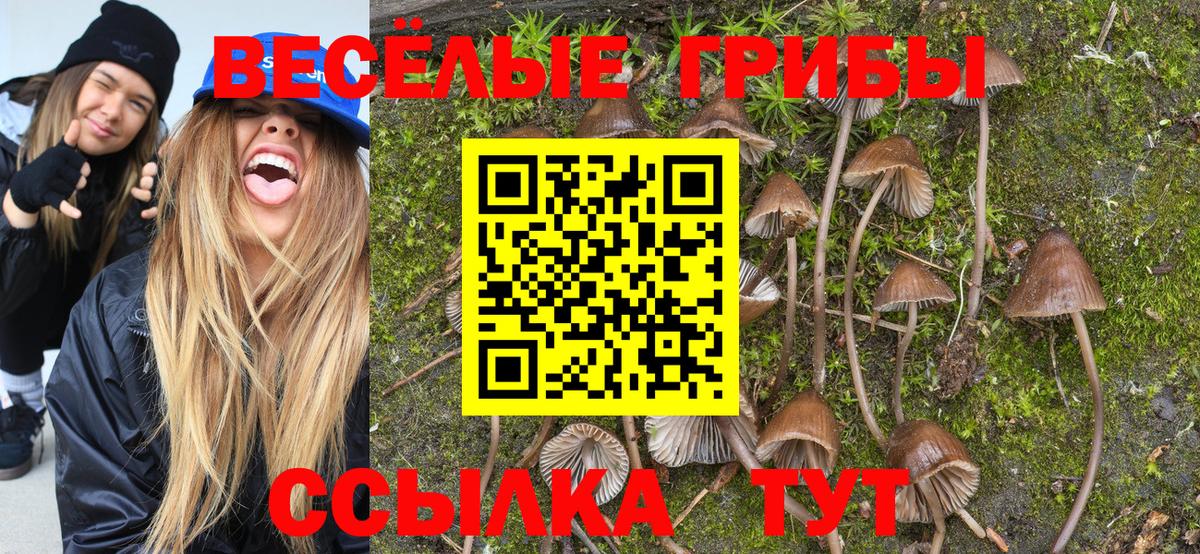 Майкоп  Галлюциногенные грибы Psilocybe  Вход с VPN 